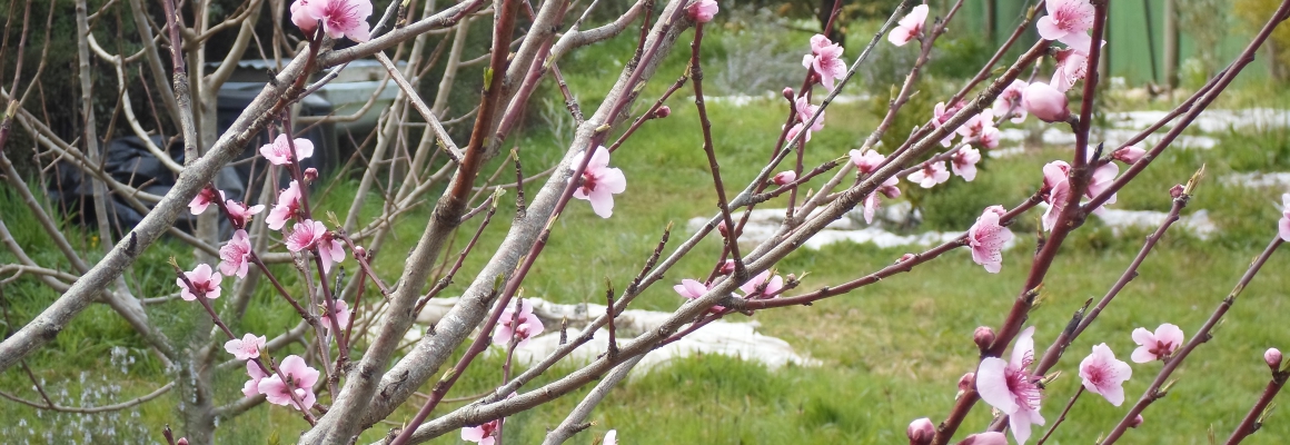 PTS_Lucinda Place Orchard_2013 Spring blossoms